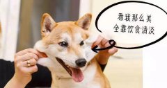 重口味的狗狗爱啃脚？注意！这可(kě)能(néng)不是怪癖而