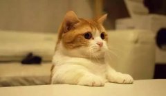 猫这种动物(wù)，一旦碰上，就再也戒不了了 华兴宠
