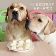 狗狗是否需要补钙？补钙应注意什么？ 华兴宠物(wù)
