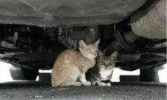 天冷了，开車(chē)前记得先唤醒它们！