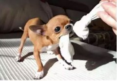 如何阻止狗狗乱咬家具(jù)？