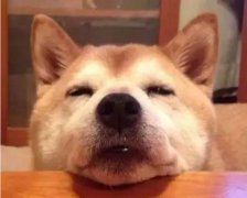 狗狗吃零食有(yǒu)什么注意事项？