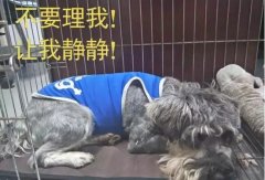 有(yǒu)汪星人的家，还是得需要一个笼子