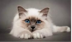 猫真的有(yǒu)“九条命”吗？