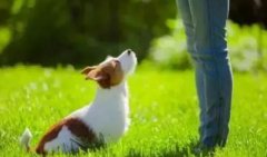 让狗狗安(ān)静的七大方法，你知道吗？