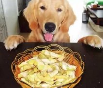总被人问：“你為(wèi)什么爱狗？”因為(wèi)……