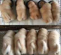 终于明白為(wèi)什么这么多(duō)人把猫狗称為(wèi)“毛孩子”
