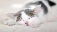 关于猫的13个冷知识...你知道多(duō)少？