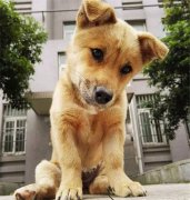 你眼中(zhōng)的土狗，它是我的家人！