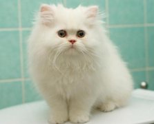 為(wèi)什么越来越多(duō)的人都养猫？喵星人：我吃得少