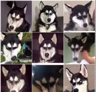 狗狗真的能(néng)把主人从抑郁症的深渊拉回正常世界