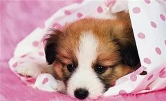 主人在狗狗心中(zhōng)的位置，从它睡觉位置就能(néng)看出