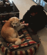 和狗狗说话恰恰说明你很(hěn)聪明！
