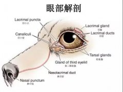 狗狗眼里常含泪水，是為(wèi)爱感动吗？