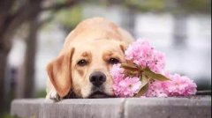夏季狗狗中(zhōng)暑怎么办(bàn)