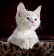 你相信猫有(yǒu)灵性吗？