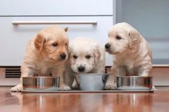 新(xīn)手养狗切忌什么都买，这7种才是必需品！