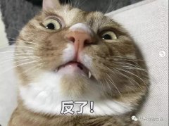 為(wèi)何猫咪不喜被主人亲吻？华兴宠物(wù)食品