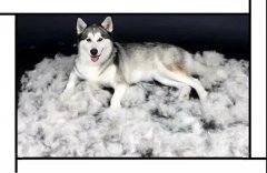毛质(zhì)差、过度脱毛？华兴重磅推出犬美毛处方粮