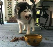 这些错误喂食习惯，别再犯了  华兴宠物(wù)食品