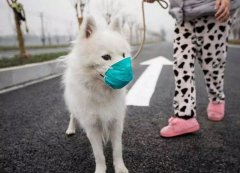疫情下，如何保证宠物(wù)的安(ān)全？
