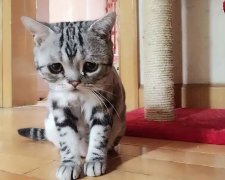 猫咪总是拉稀该怎么办(bàn)呢(ne)？小(xiǎo)问题也不能(néng)忽视！