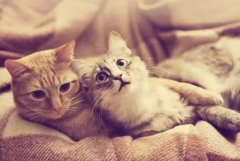 如果你的猫咪发情了怎么办(bàn)，以下几点帮你解决