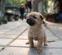 小(xiǎo)奶狗刚到家一直叫怎么办(bàn)？
