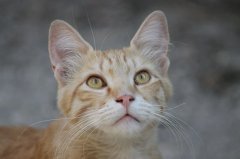 流浪猫可(kě)以带回家养吗？怎么把流浪猫带回家养？