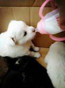 刚出生的小(xiǎo)狗如何人工(gōng)喂养？