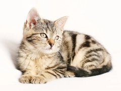猫咪為(wèi)什么会打呼噜？