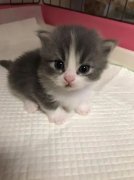 你家的猫咪多(duō)大了你知道吗？