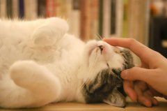 警惕了！有(yǒu)这几个表现说明你是“重度爱猫患者”