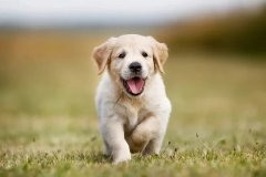 狗妈妈和幼犬们的关系变化：从分(fēn)秒(miǎo)不离到独立生活