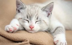 超实用(yòng)的秋季养猫小(xiǎo)贴士，你學(xué)会了吗！
