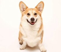 小(xiǎo)型犬有(yǒu)非常特殊的需求需要特别照顾,你知道吗？