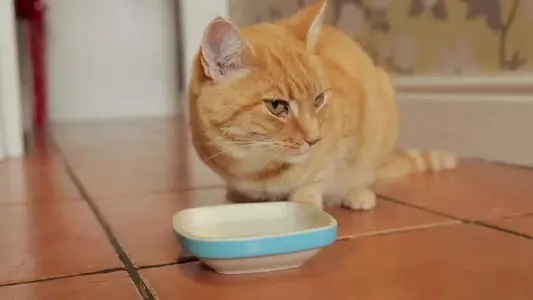 猫咪不爱喝(hē)水怎么办(bàn)