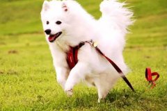 狗狗教会我们的人生道理(lǐ)，你做到了吗？