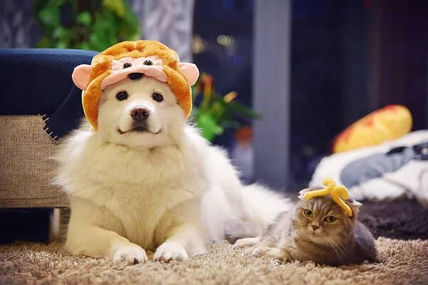 过年啦，家里的猫猫狗狗你是怎么安(ān)排的呢(ne)？快来看看