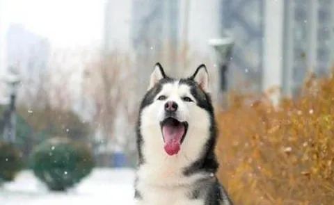 狗狗爱叫怎么办(bàn)？这六招，教给你