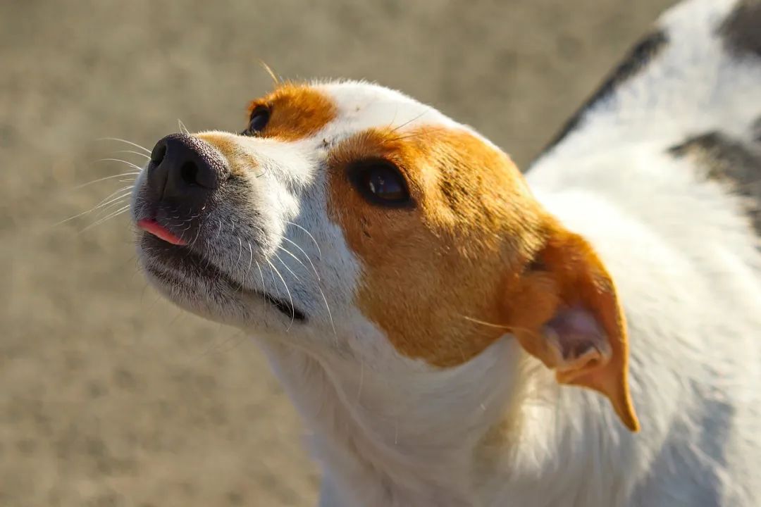 华兴宠物(wù)