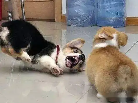 华兴宠物(wù)