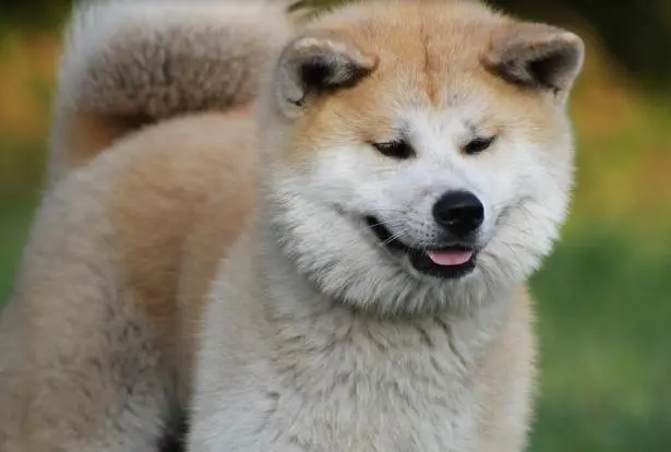 华兴宠物(wù)