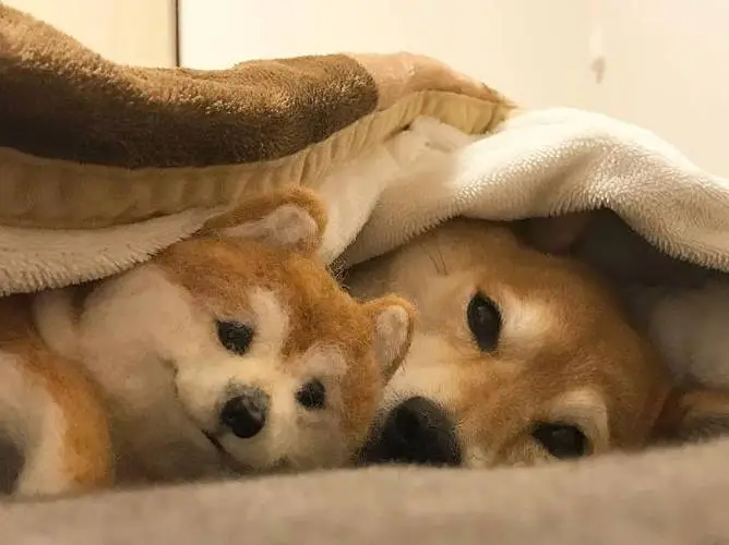华兴宠物(wù)