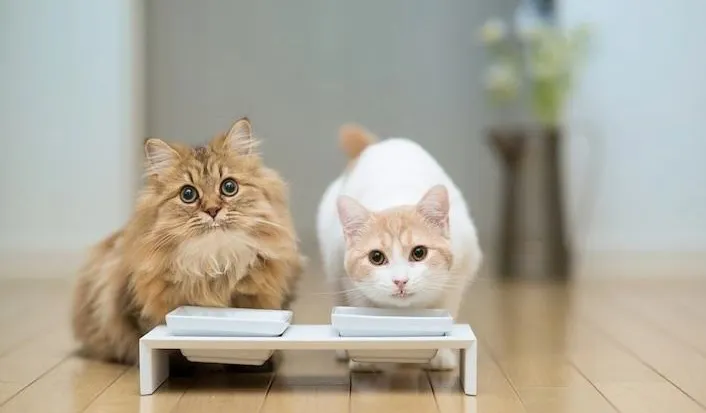 华兴宠物(wù)