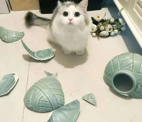 华兴宠物(wù)
