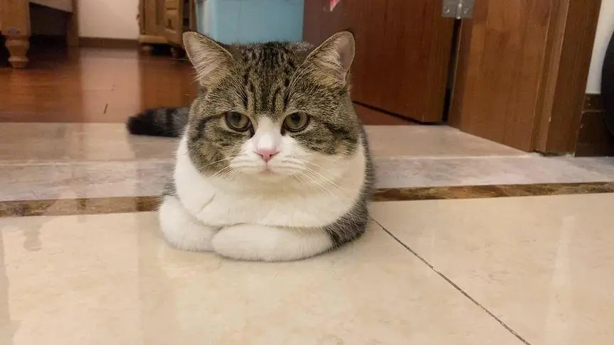 华兴宠物(wù)