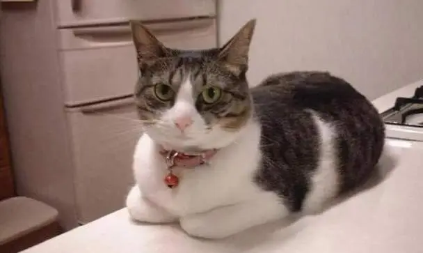 华兴宠物(wù)