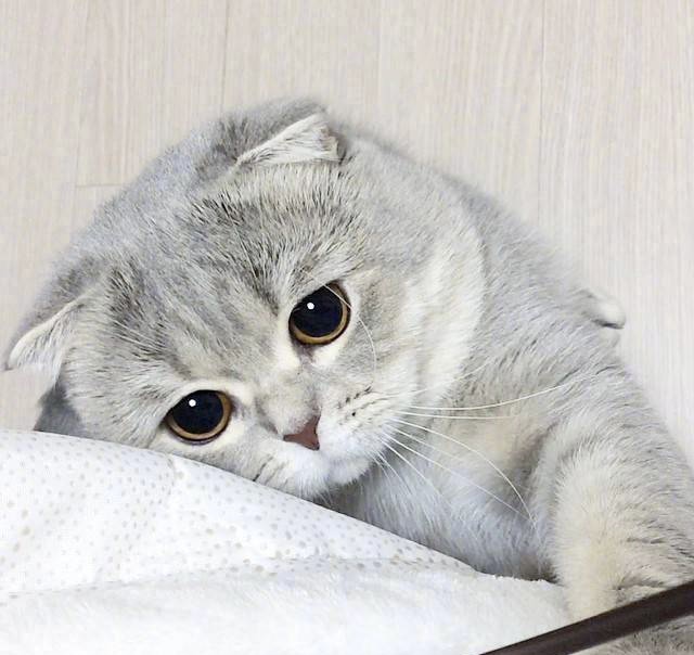 华兴宠物(wù)