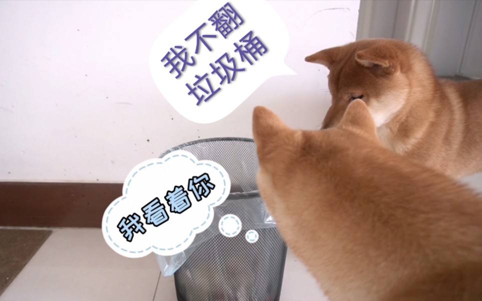 华兴宠物(wù)